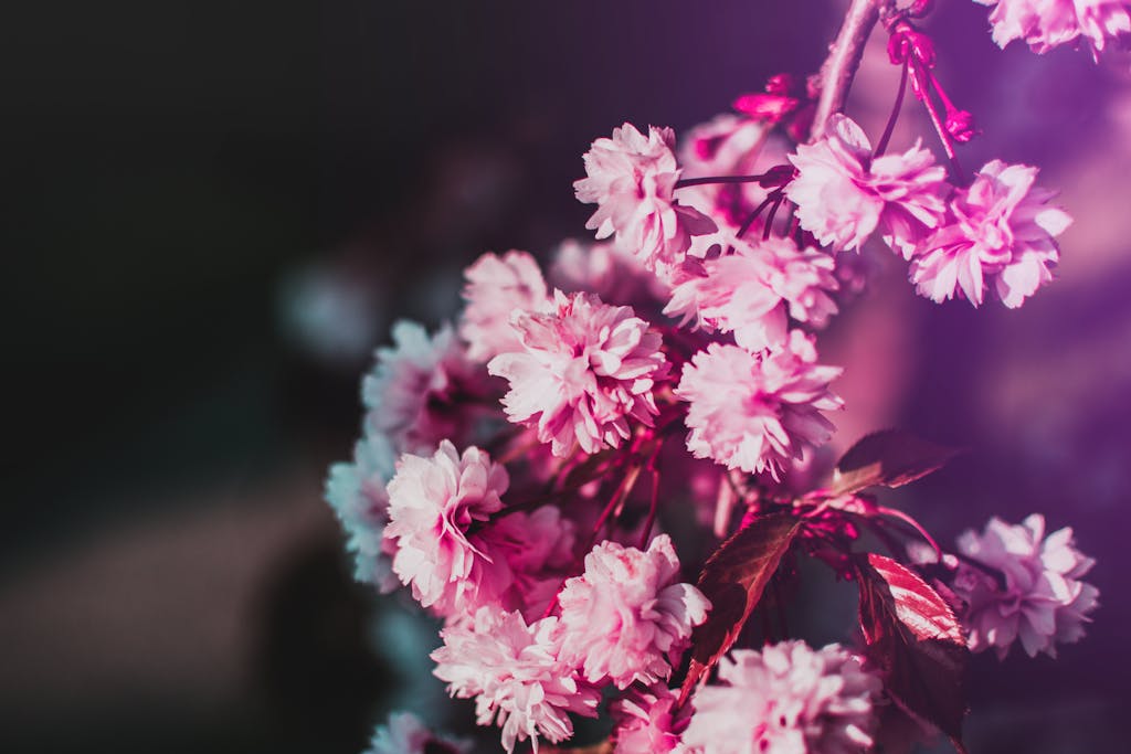 Close-up of vibrant pink cherry blossoms in full bloom during spring.